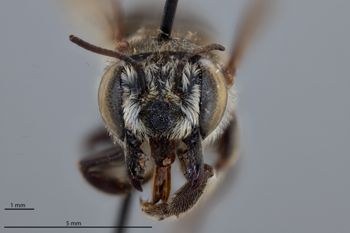 Media type: image;   Entomology 785746 Aspect: head frontal view
